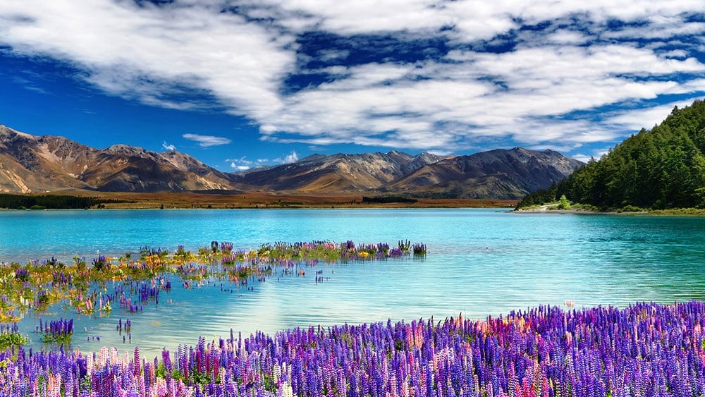 NEW ZEALAND - ÚC: AUCKLAND - WAITOMO - ROTORUA –MELBOURNE - SYDNEY — ảnh 4
